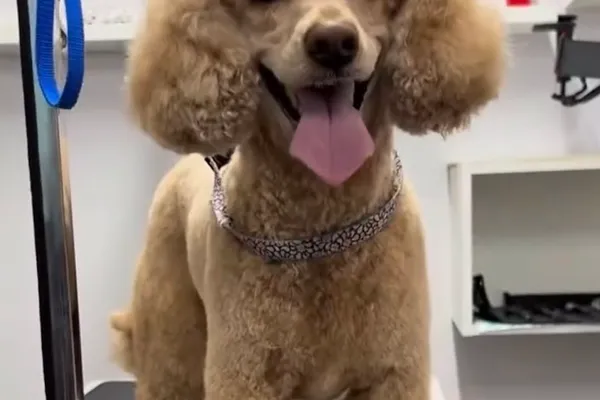 Big Dog And Little Dog Grooming