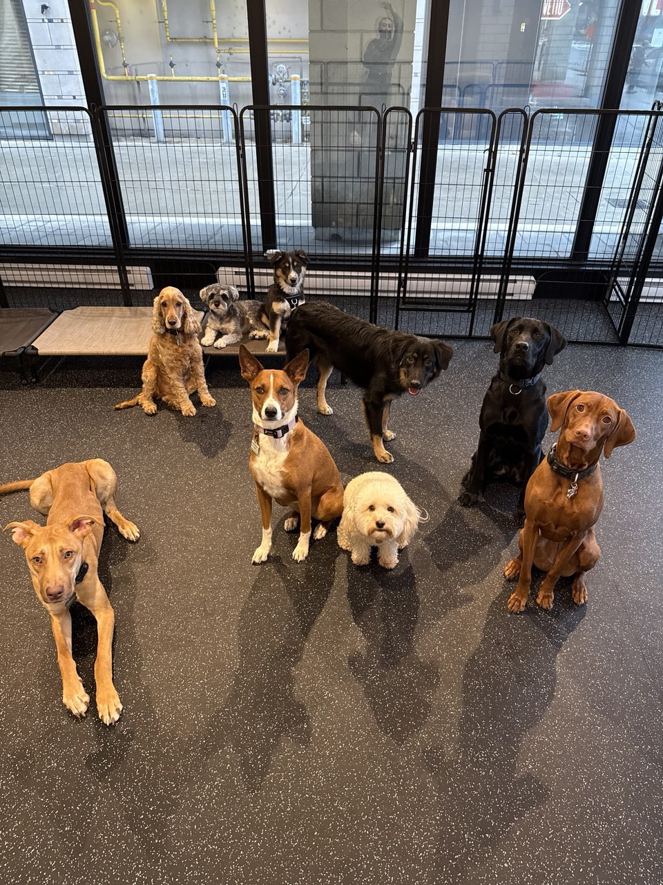 Fluffy Paws Pet Care