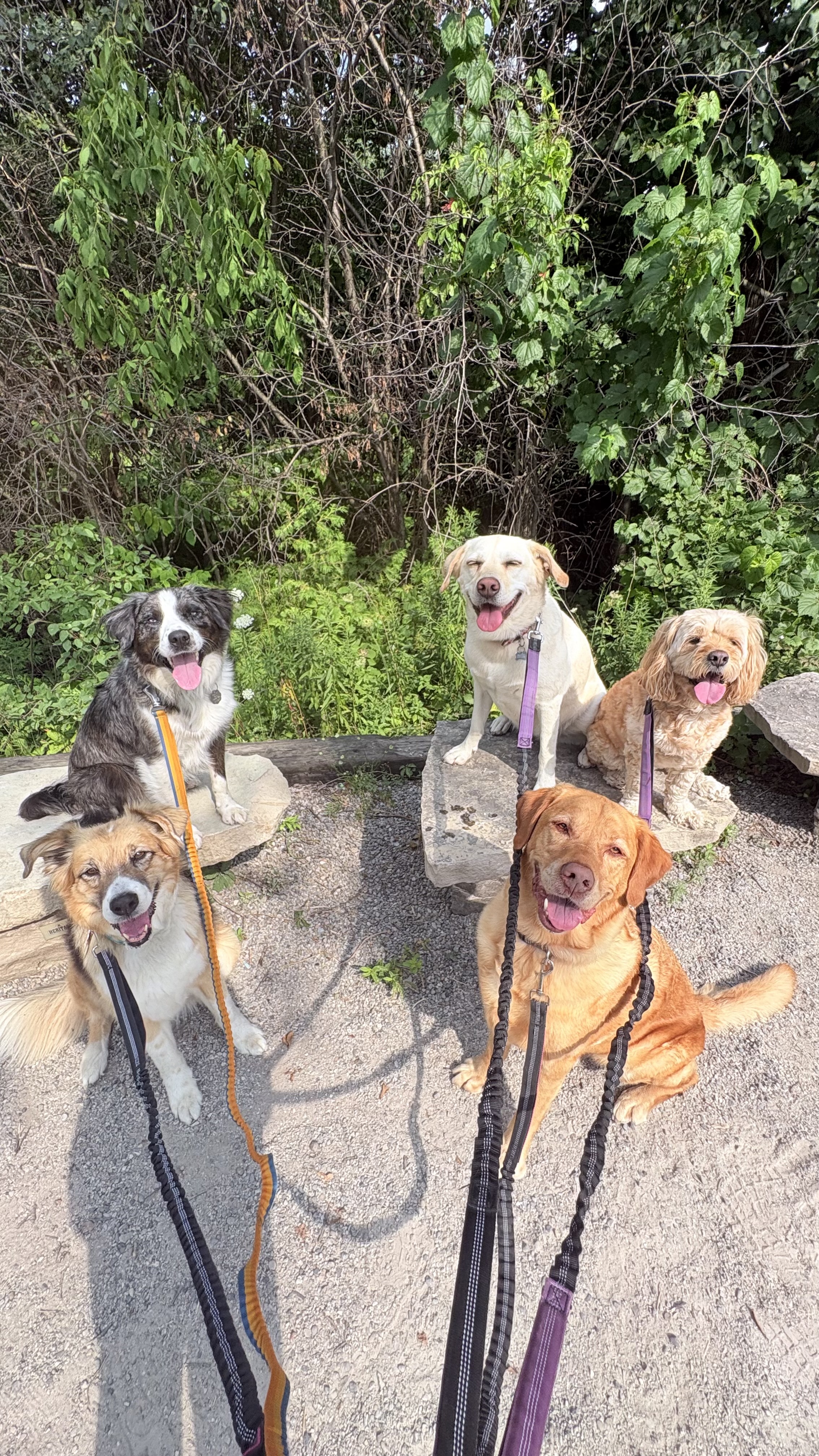 Zoomies Pet Care