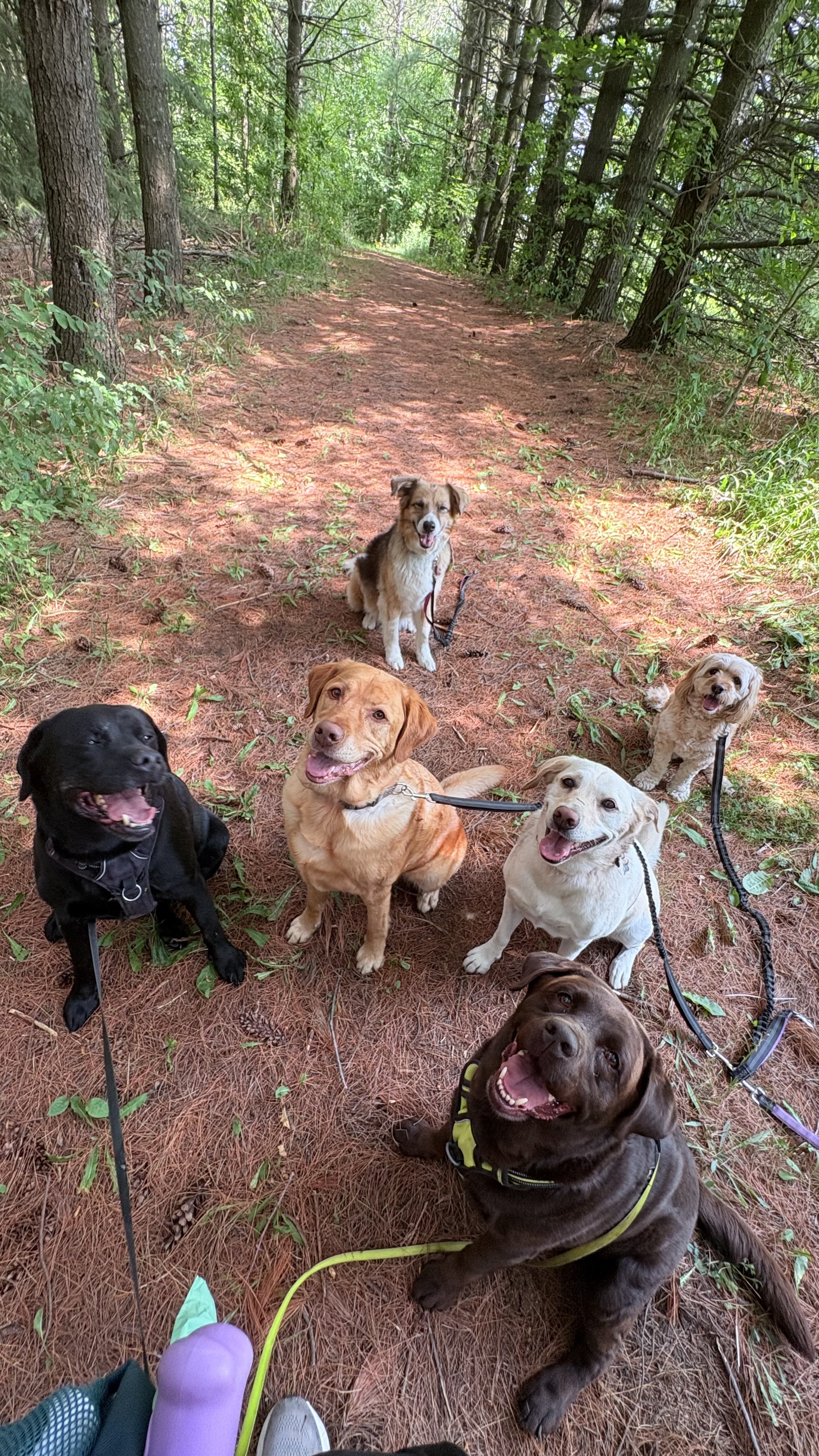 Zoomies Pet Care
