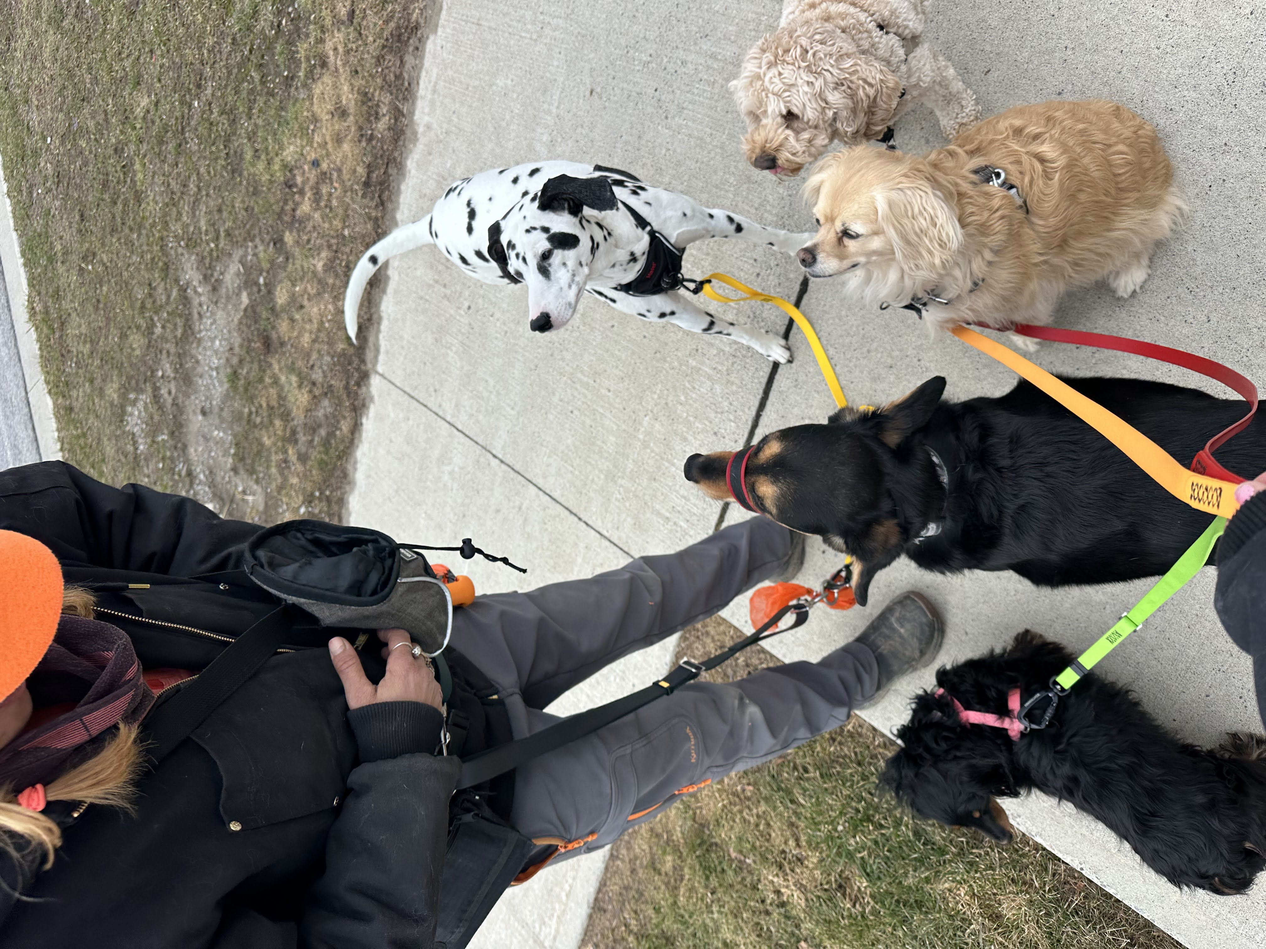 Adventurous Pup Club