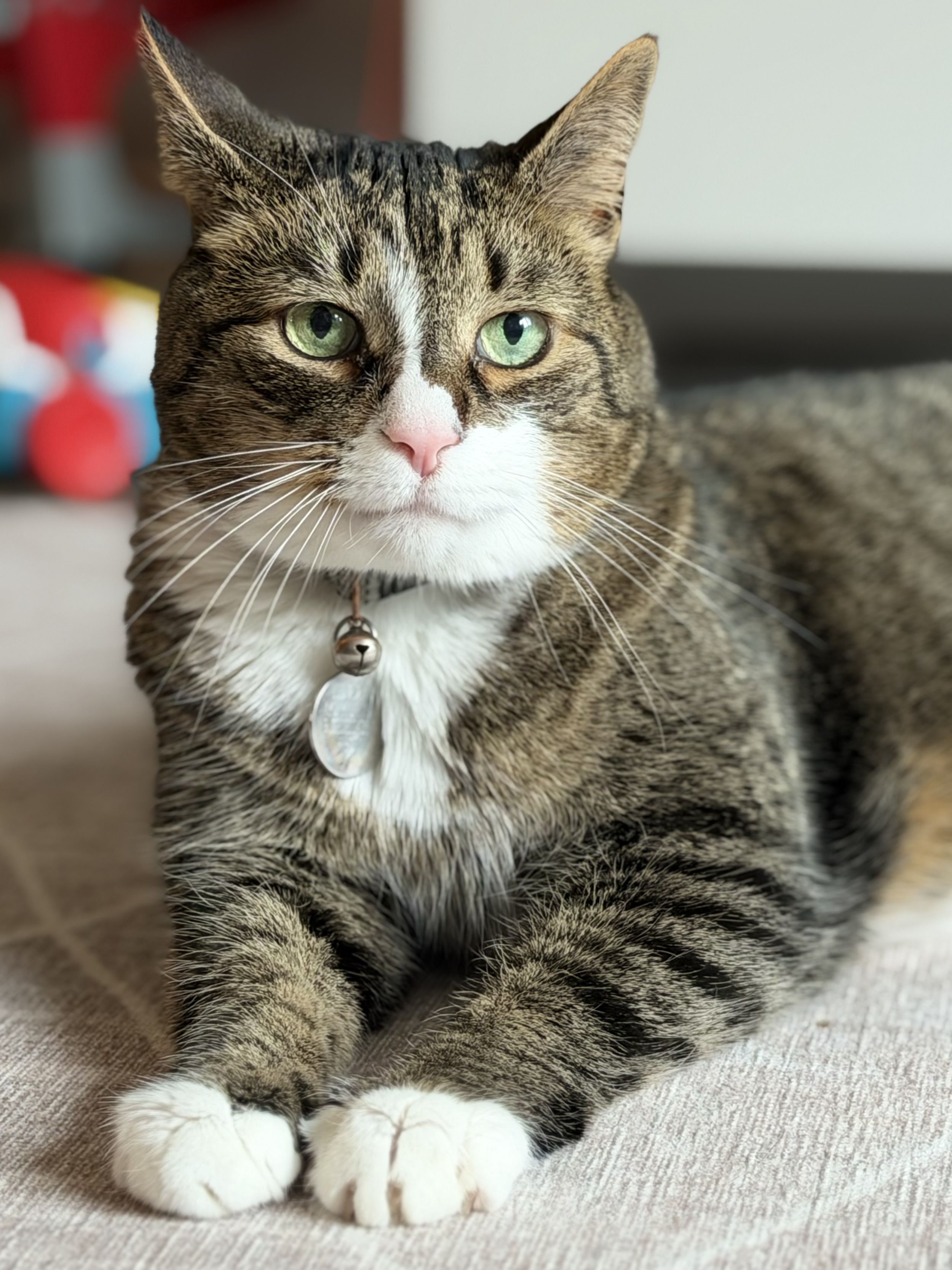 Trails & Tails Pet Care Fergus