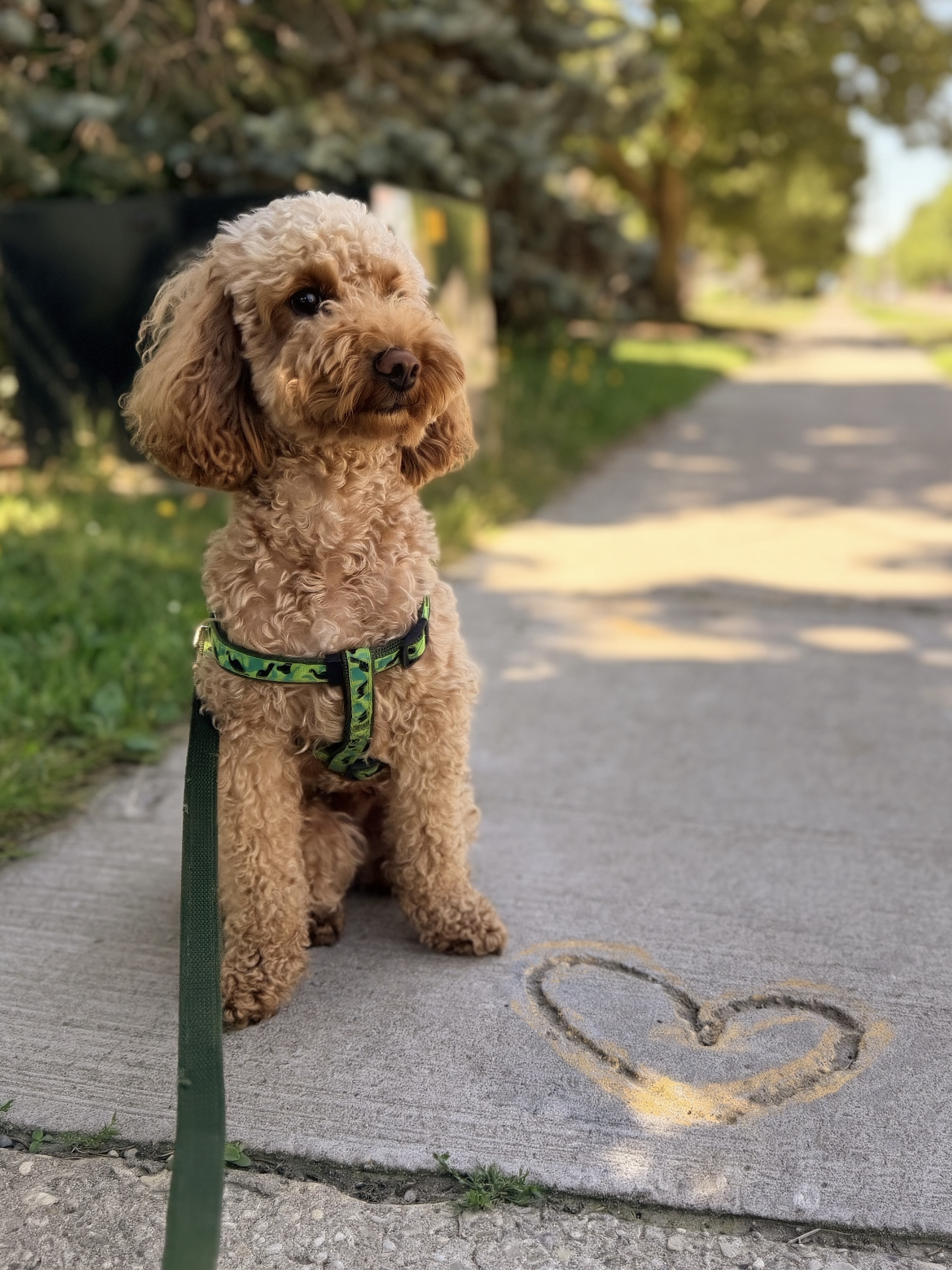 Trails & Tails Pet Care Fergus