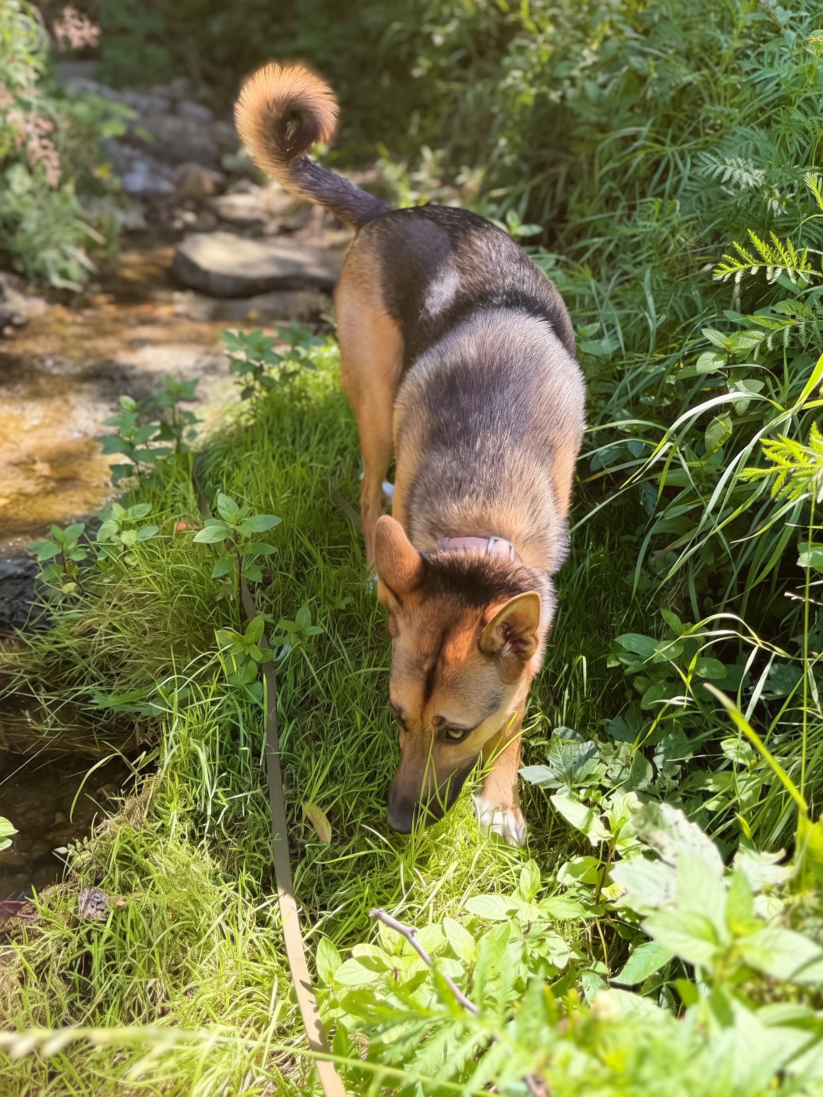 Trails & Tails Pet Care Fergus