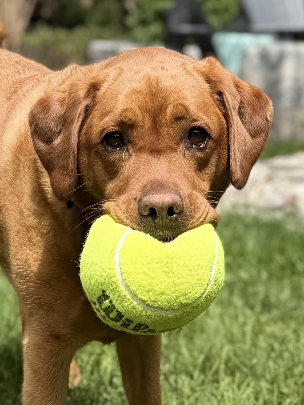 Trails & Tails Pet Care Fergus