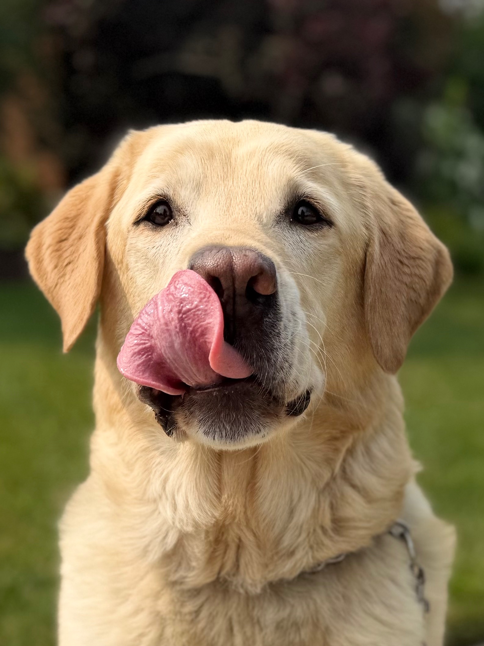 Trails & Tails Pet Care Fergus