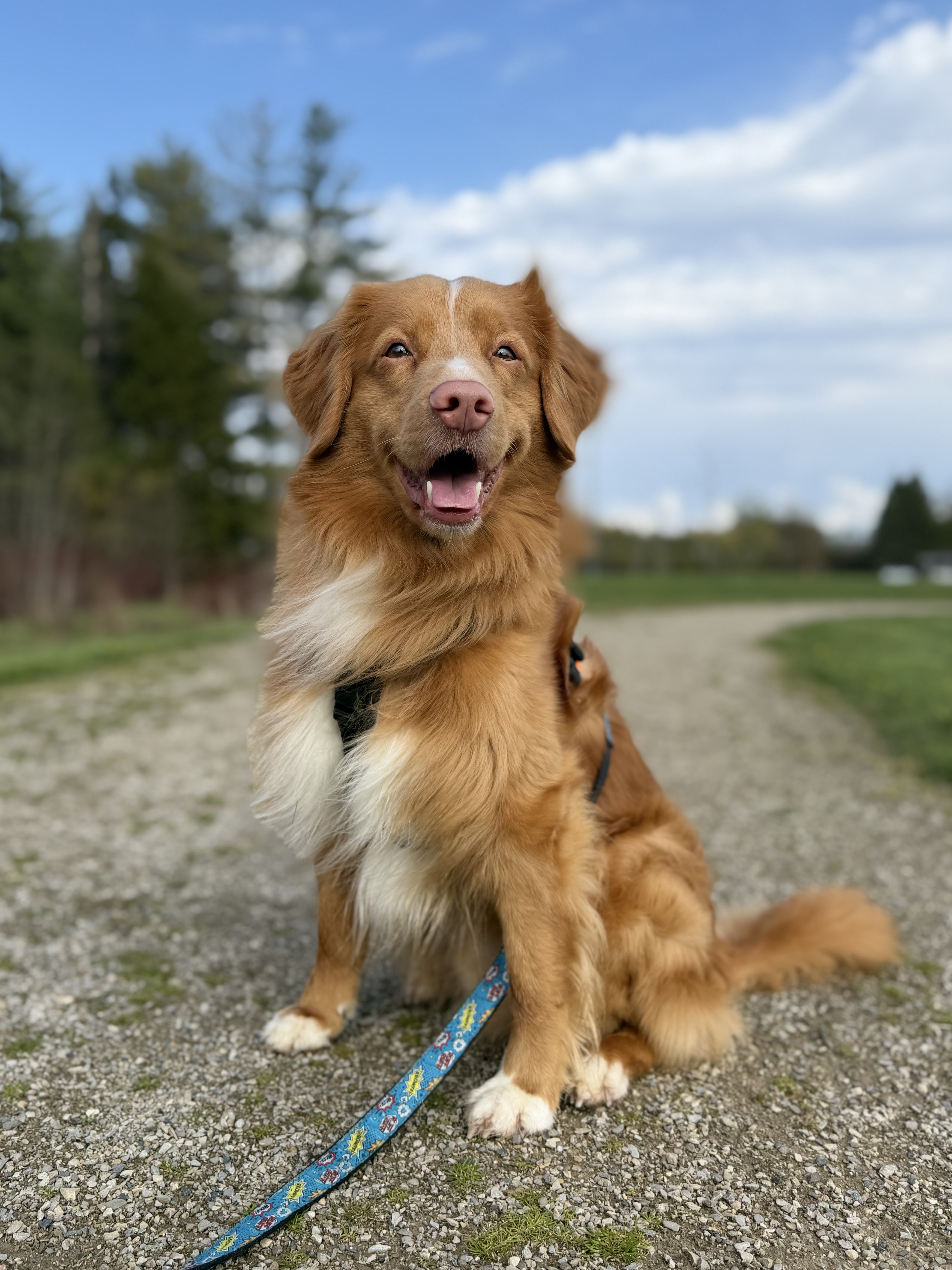 Trails & Tails Pet Care Fergus