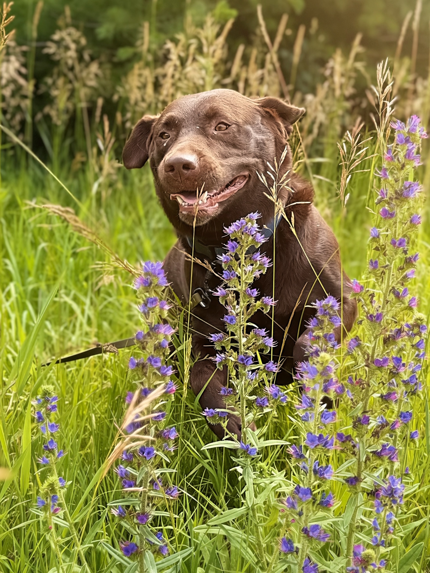 Trails & Tails Pet Care Fergus