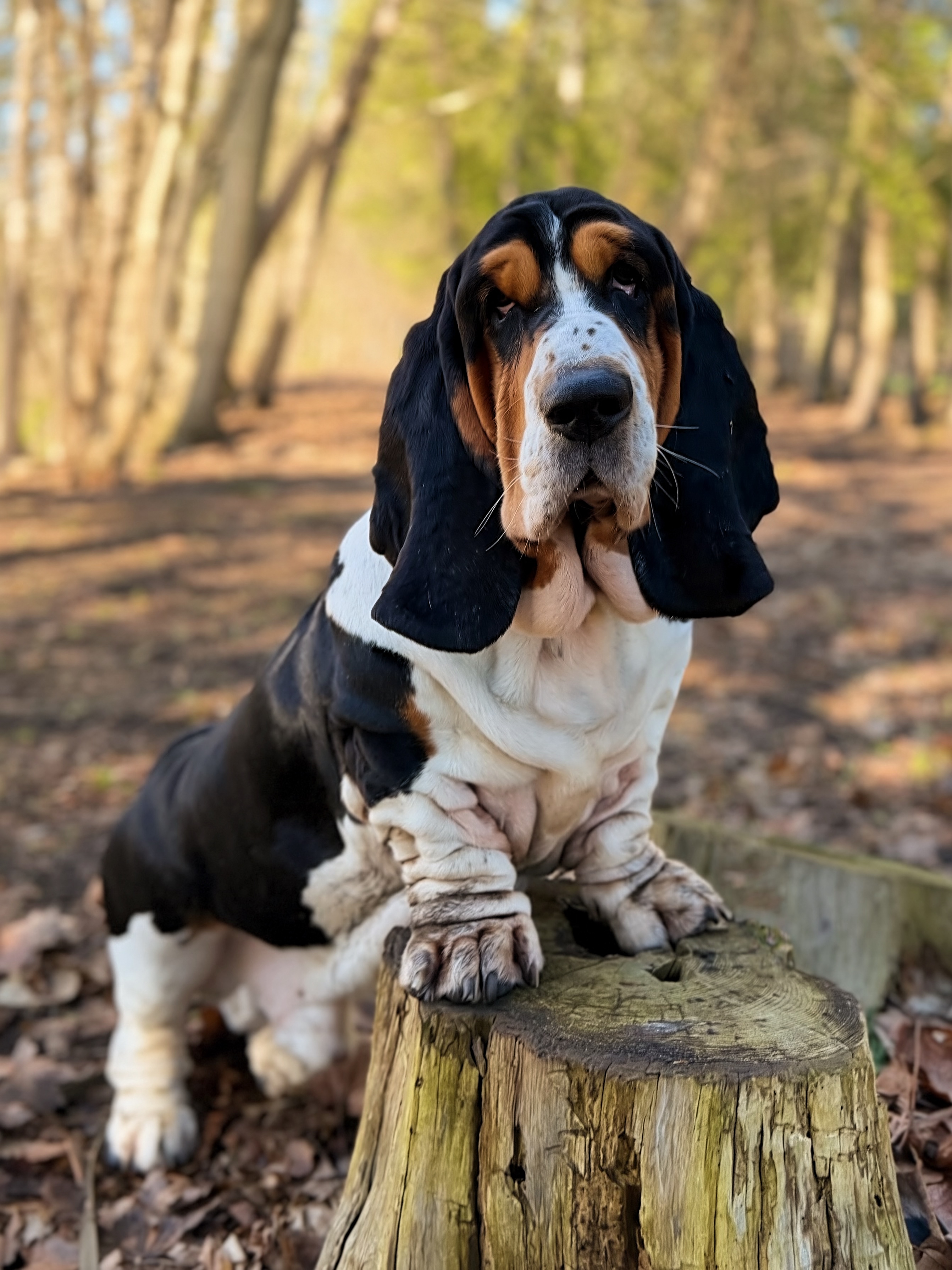 Trails & Tails Pet Care Fergus