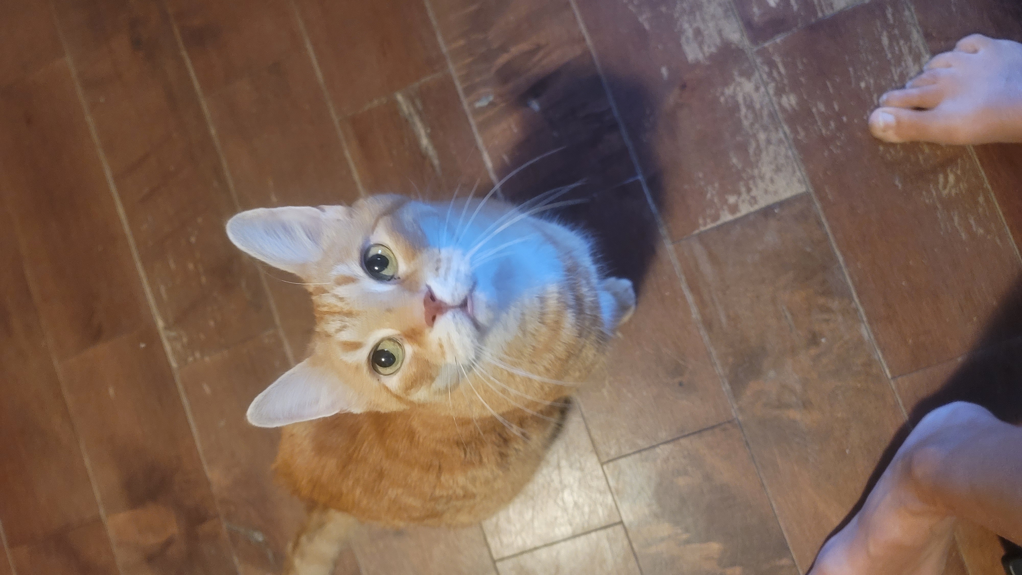 Annette's Pet Care